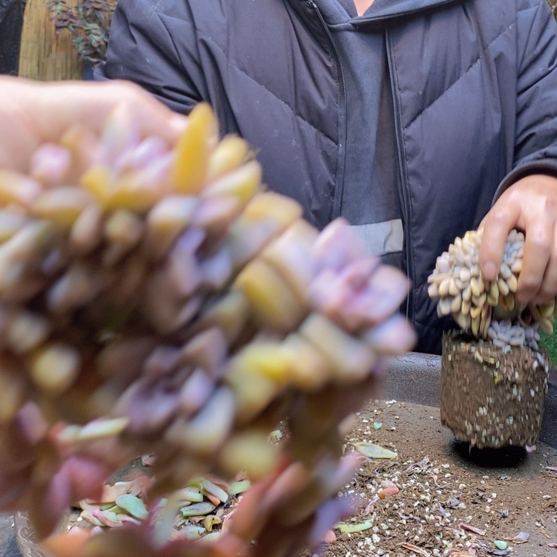 柒*?E26号号淡雪缀化多肉