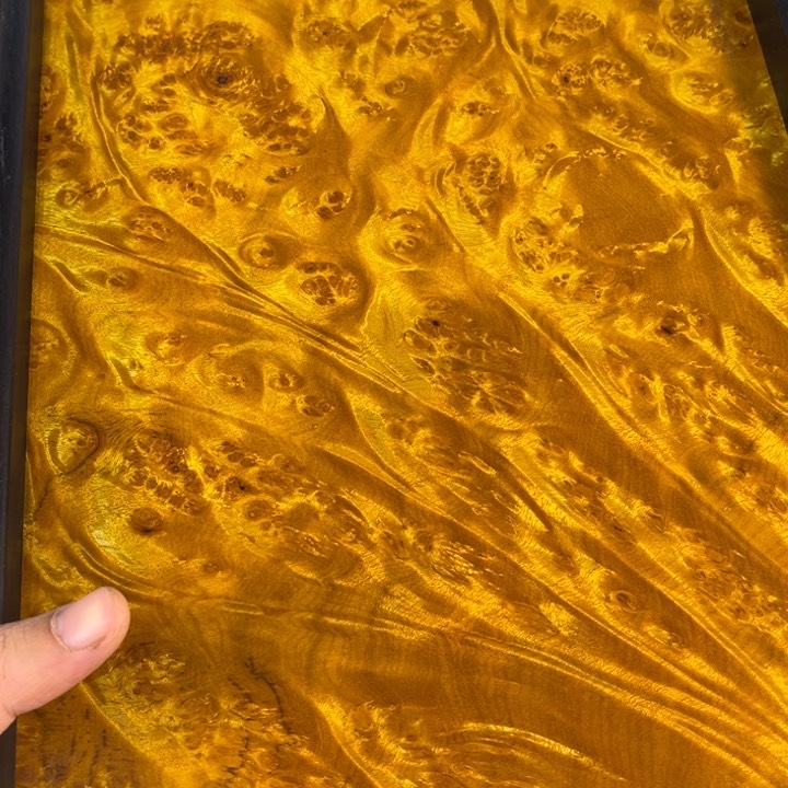 木黄金樟留疤超大托盘