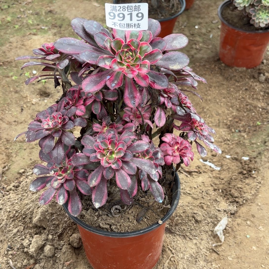 N. 9919香奈儿多肉。cade