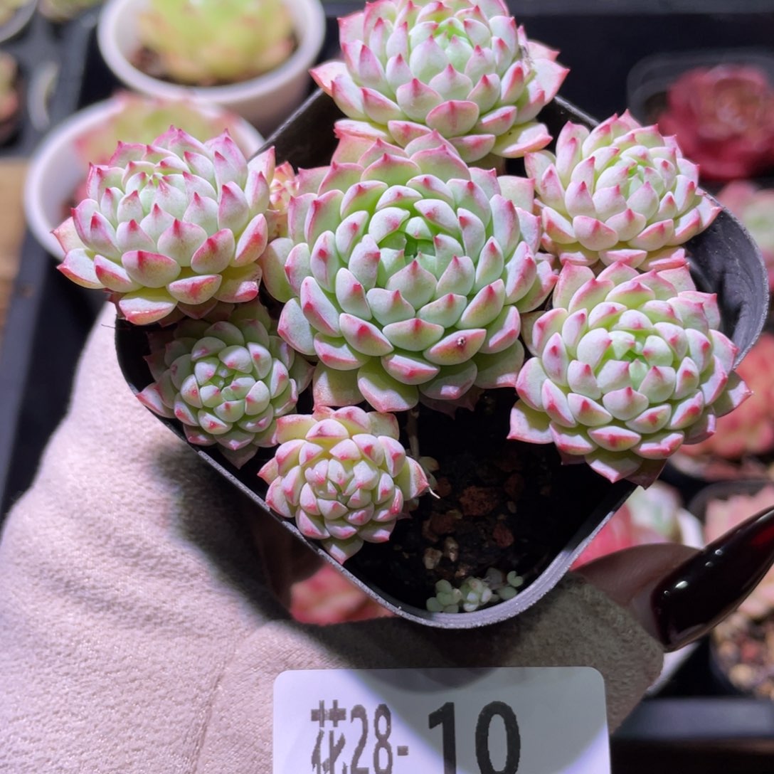 花利美28-10小粉莓