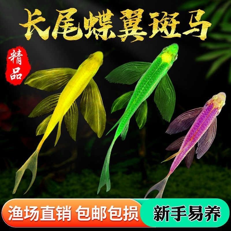 蝶翼斑马鱼翡翠绿长尾长鳍热带淡水观赏鱼好养活