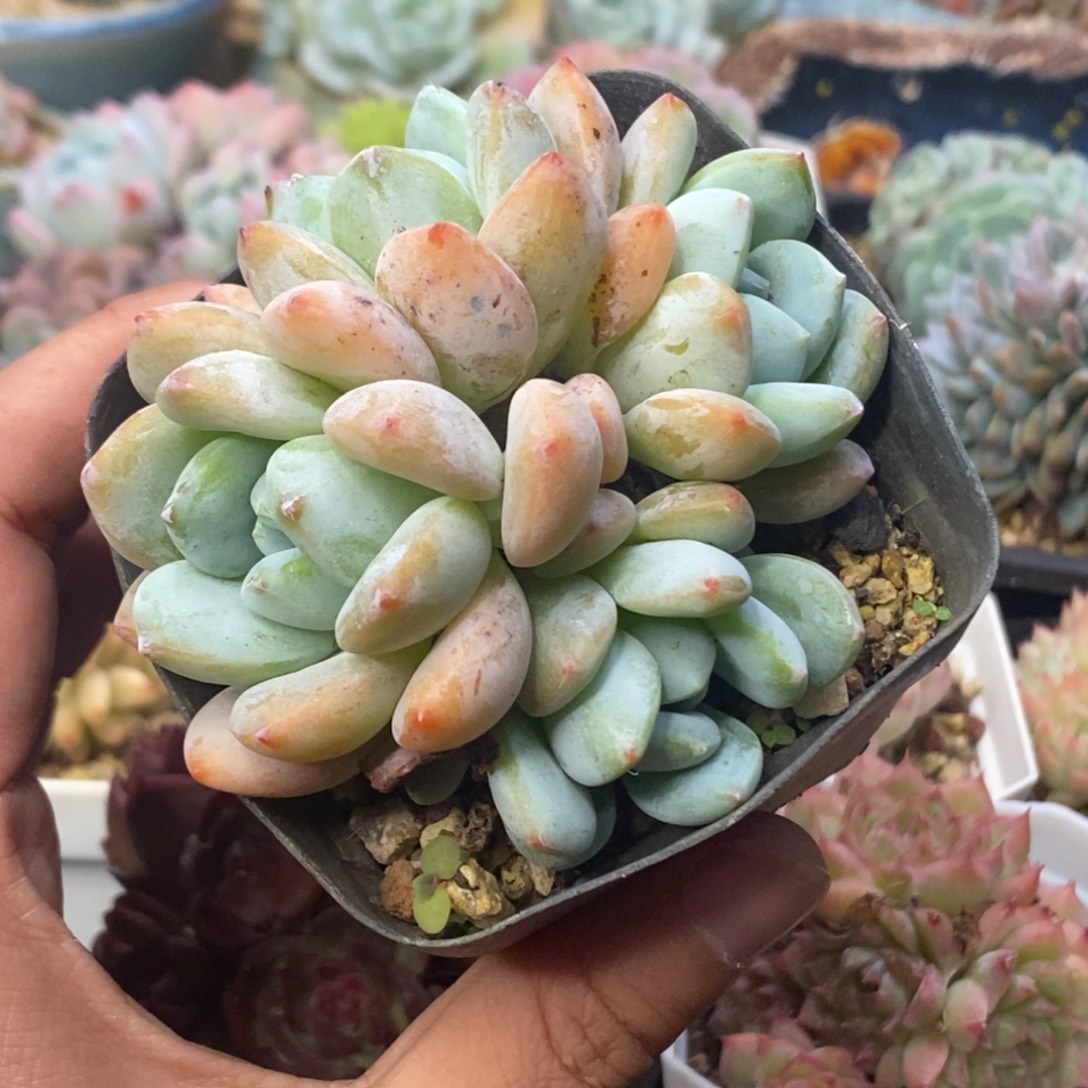 冷香小群无砍一物一拍
