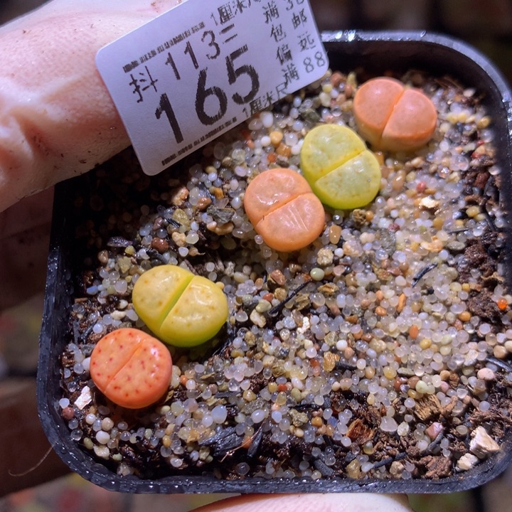 精品生石花113.165