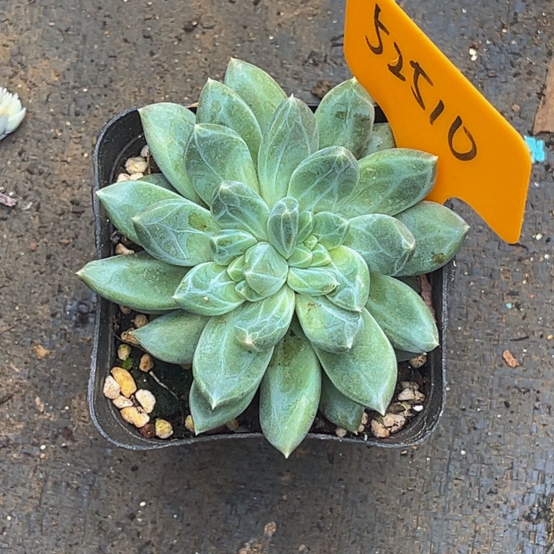 52510号上午多肉植物群生多肉植物