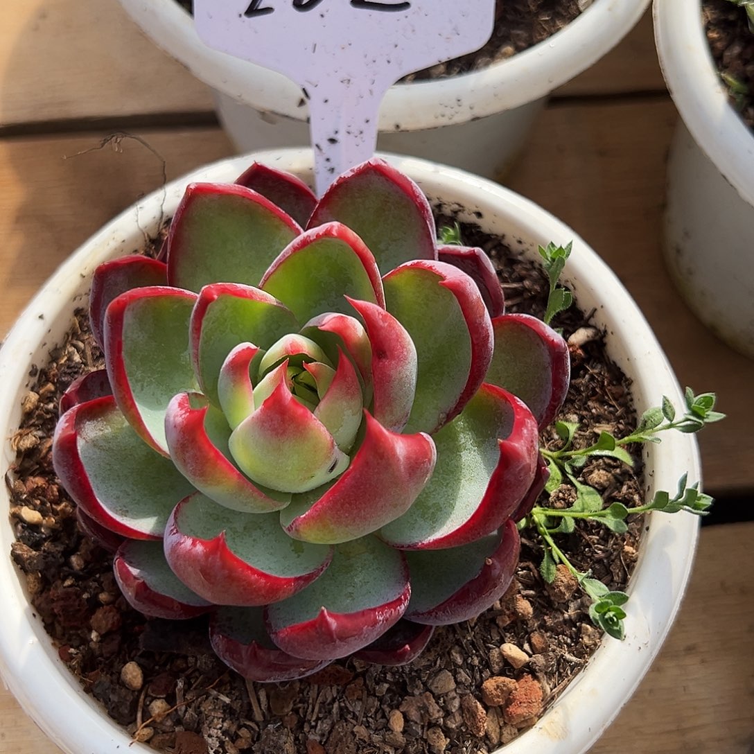 ****r惊鸿仙子一物一拍282号