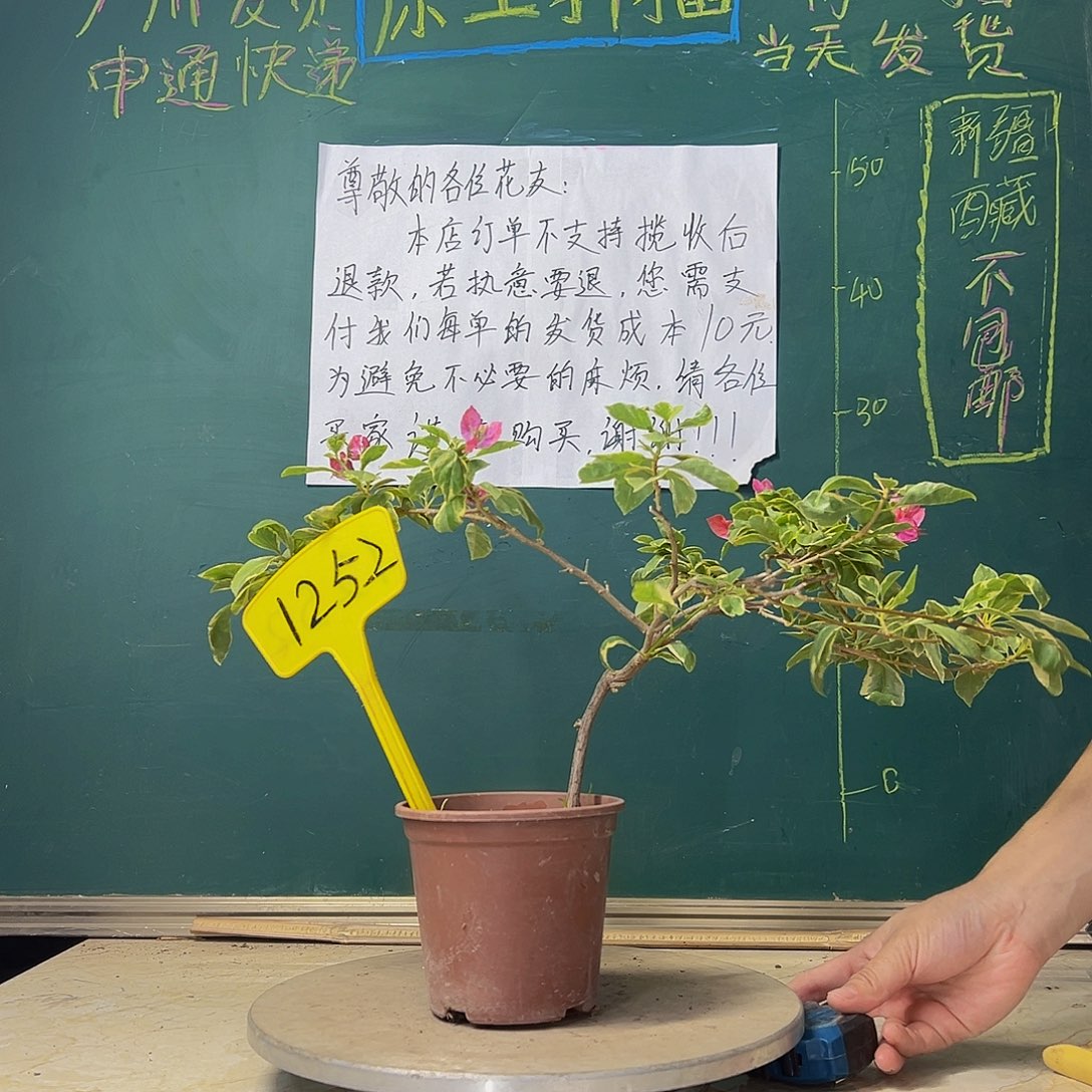 当前无花栽培后可以开花开播 斑叶西瓜 1252