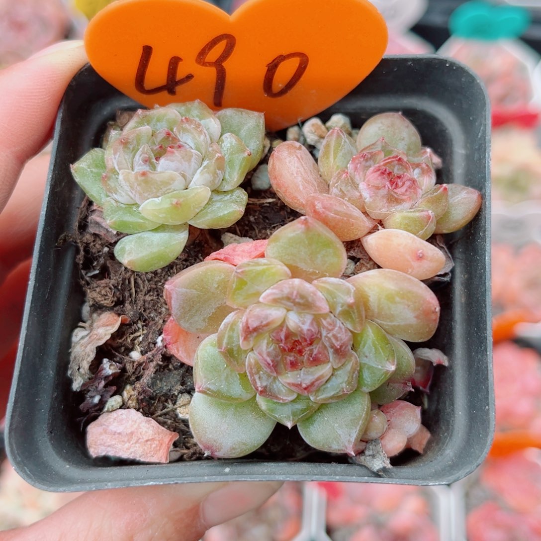 490号小老桩珍妮群
