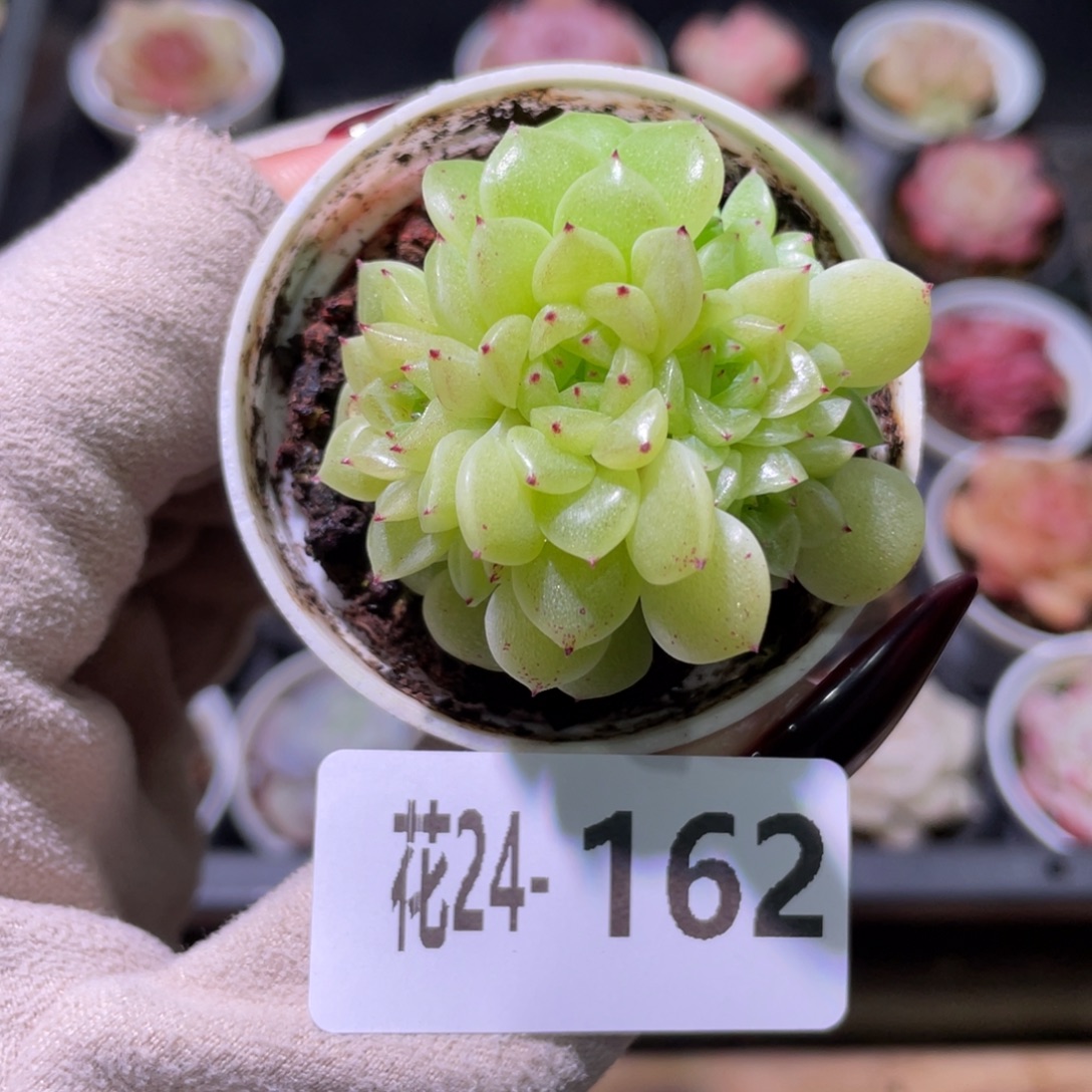 花利美24-162麦秆