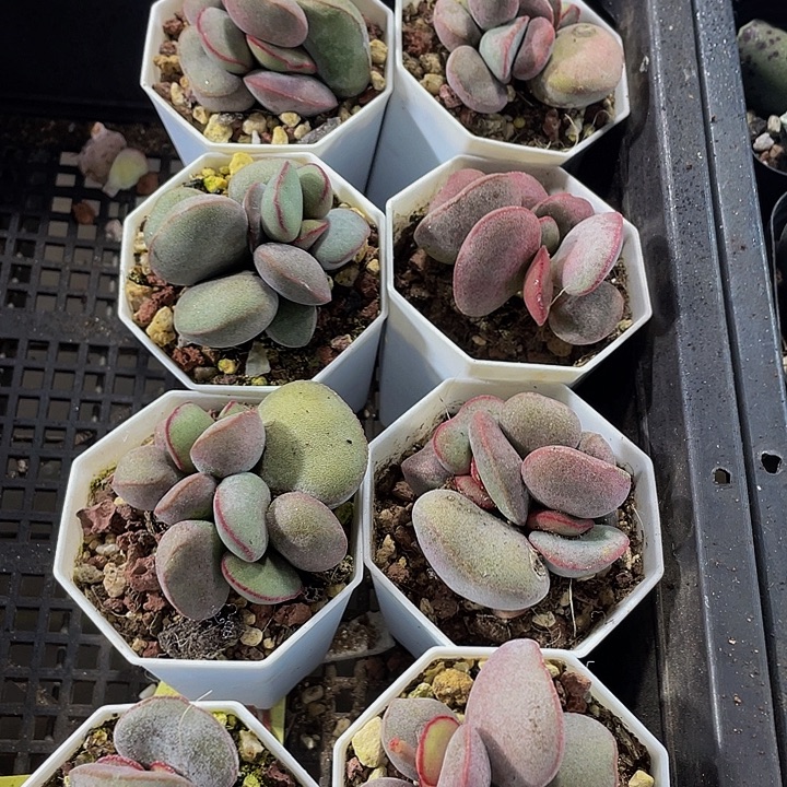 红蛋水泡带盆土发