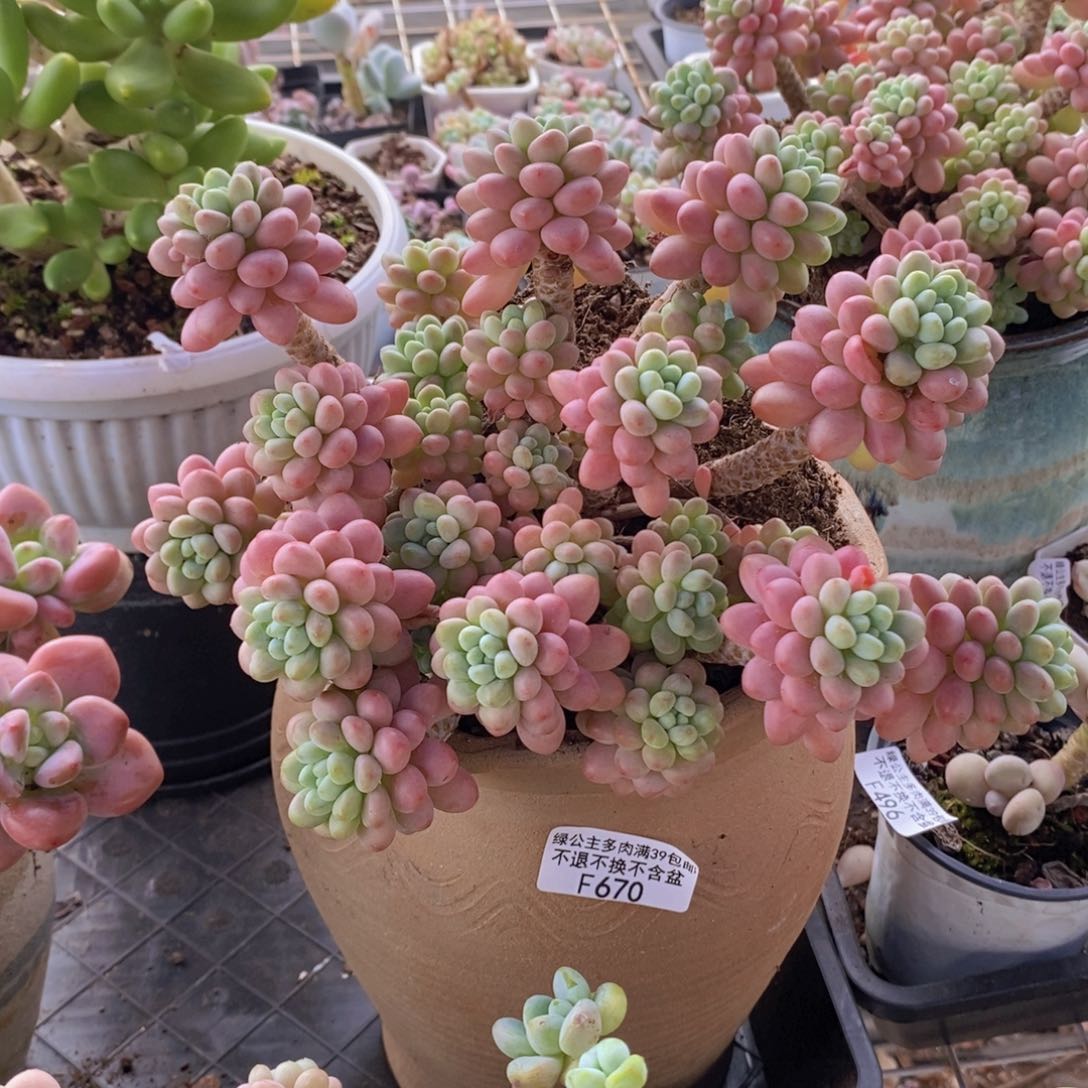 鱼子酱老桩18cm670多肉植物