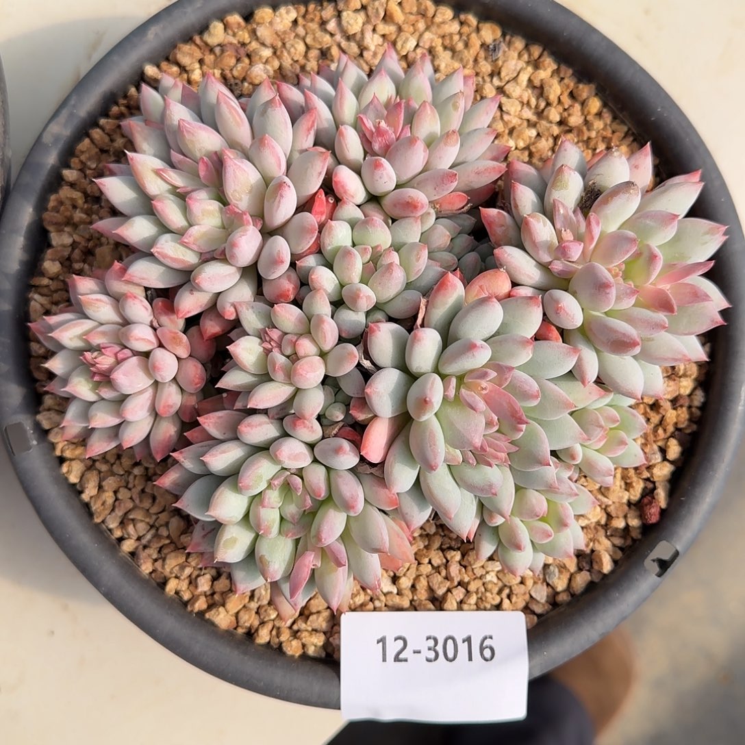 3016明珠美人多肉植物