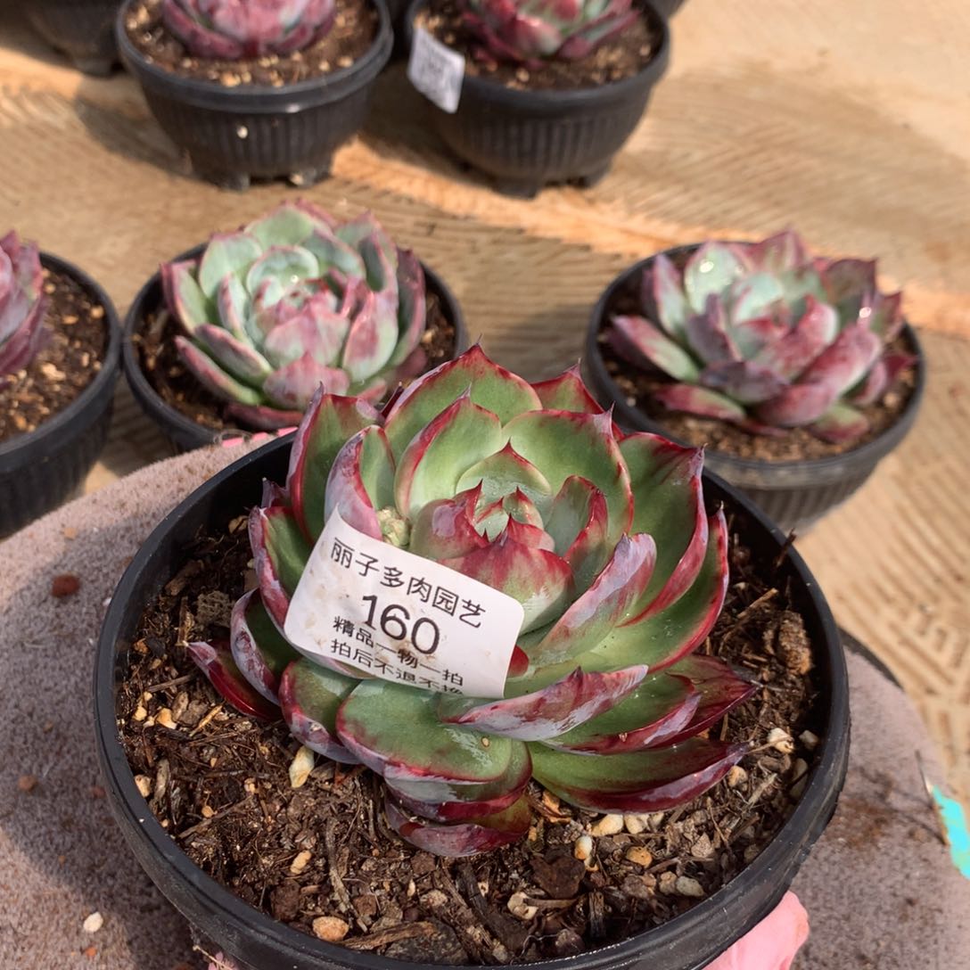 160号多肉植物惊鸿11厘米
