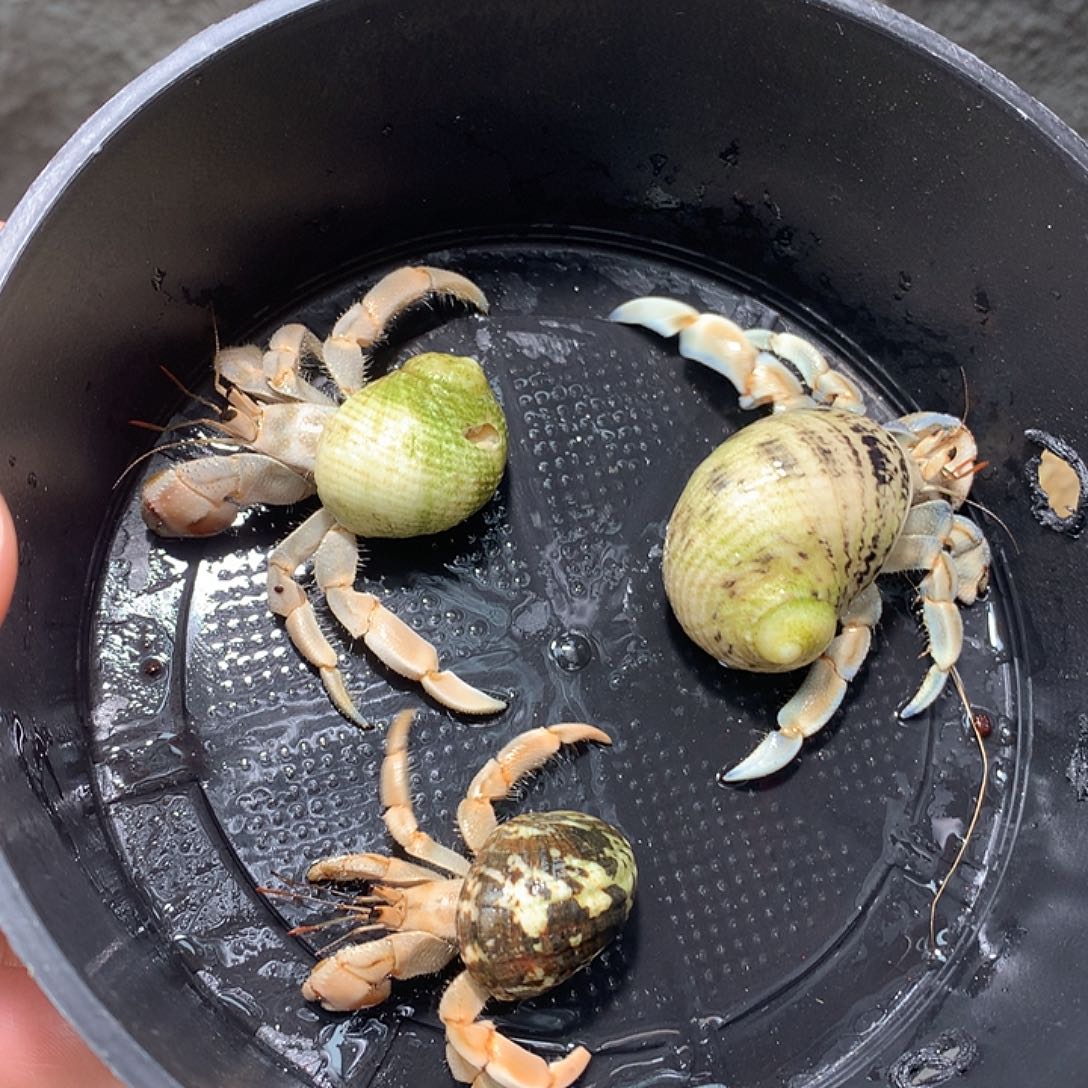 3/只奔跑紫路豆豆8号