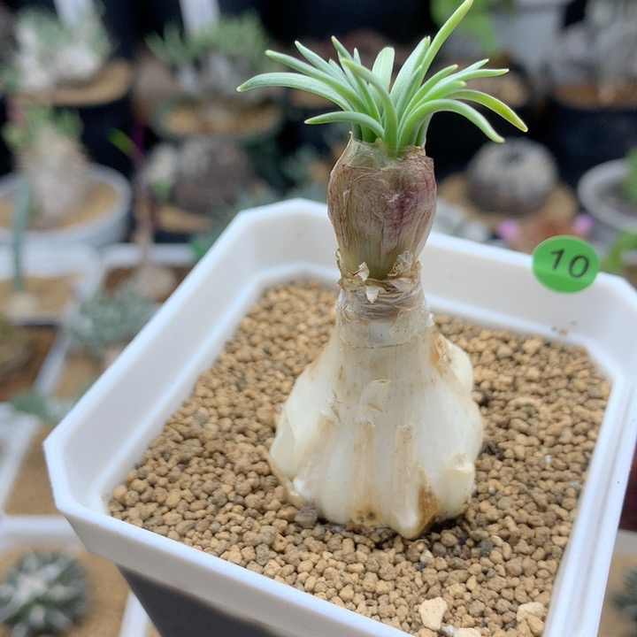 GN弹簧草母本带盆2.8cm