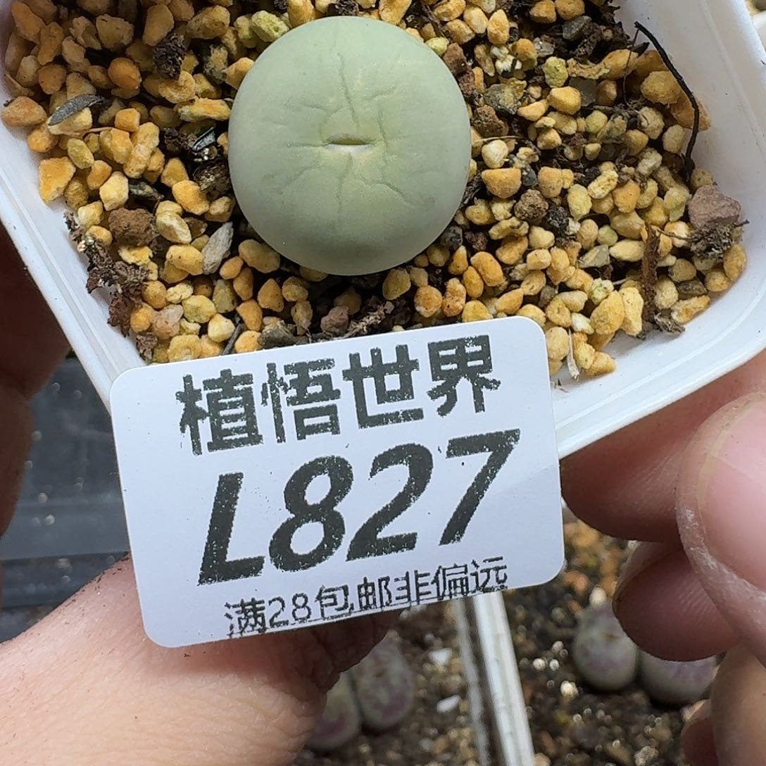 多肉植物的人生ghjj