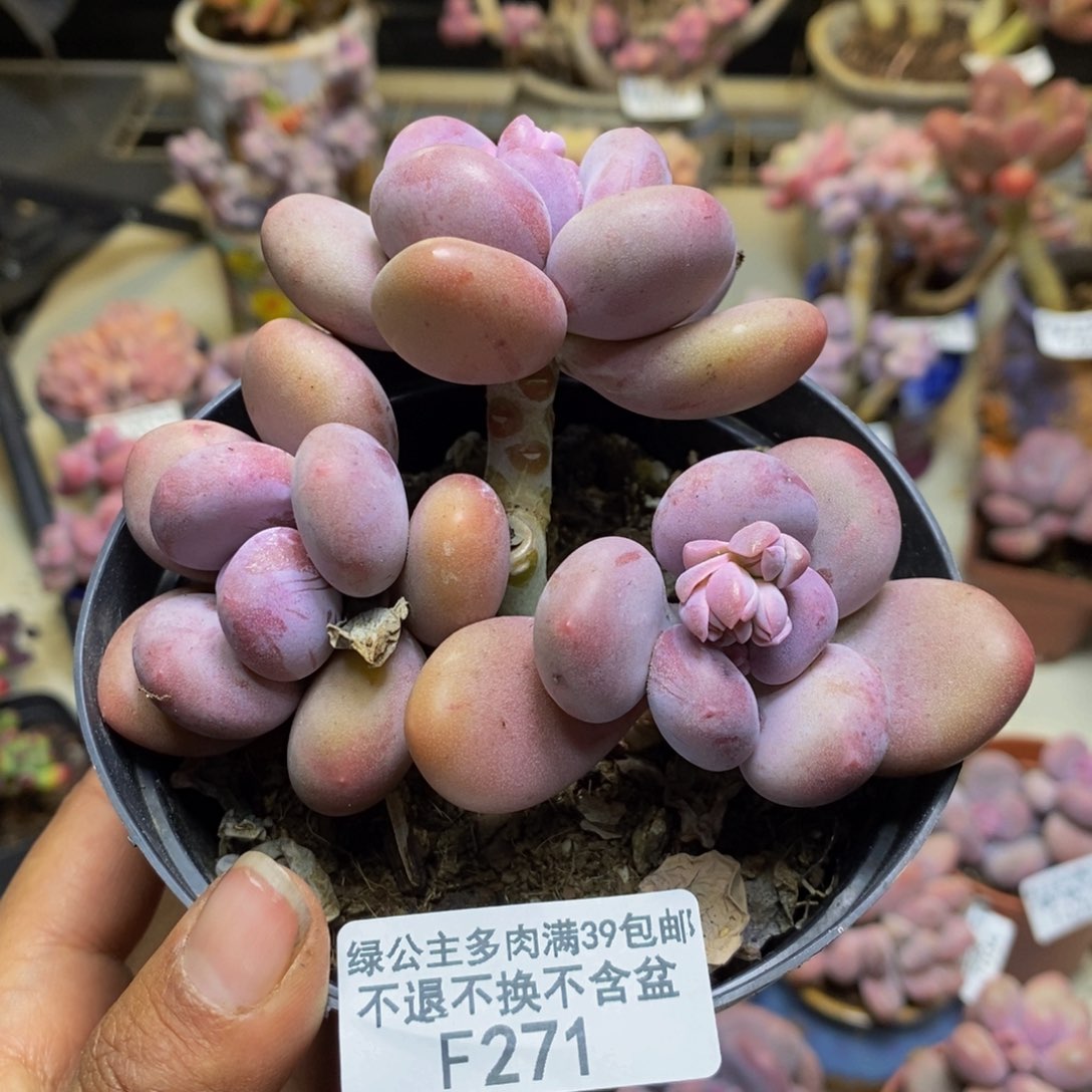 271蛋黄奶多肉有断枝