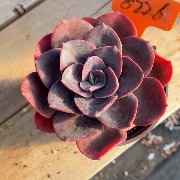 厚叶玫瑰多肉植物8226