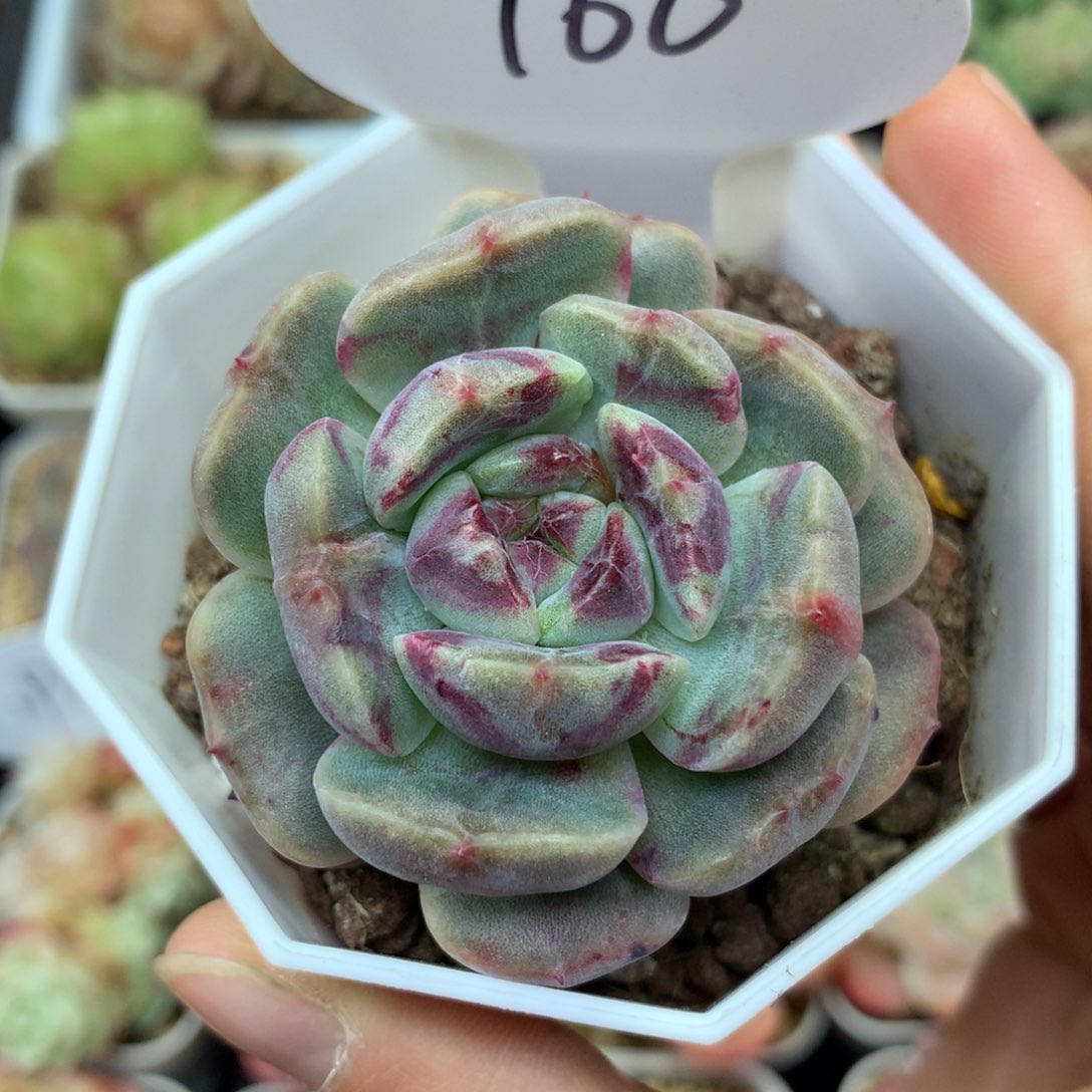 血斑红色恋人单头166