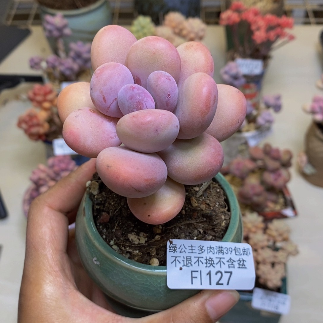 127蛋黄奶多肉5cm