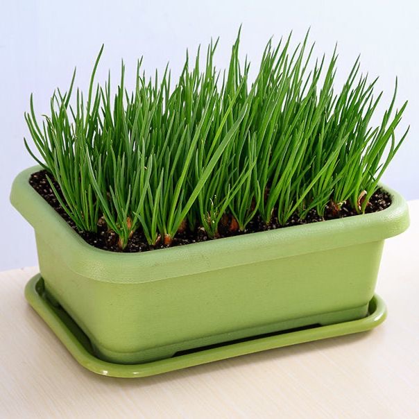 水培蔬菜四季小香葱头葱种家庭阳台种菜盆栽绿植红葱头苗套装