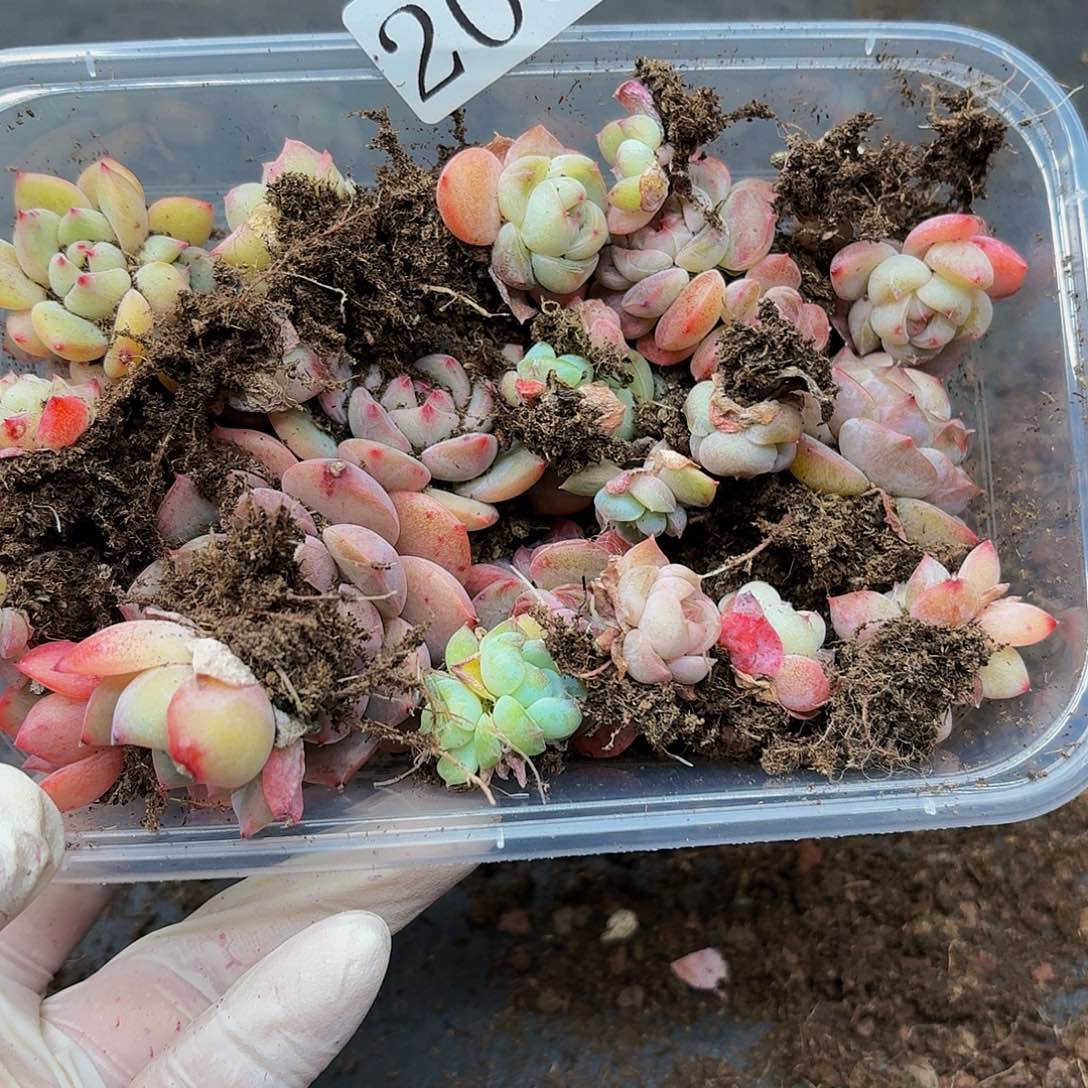 多肉植物多肉植物205