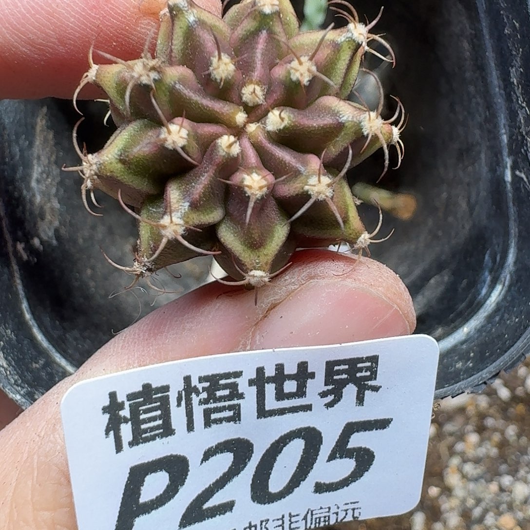 多肉植物的最法gnnm