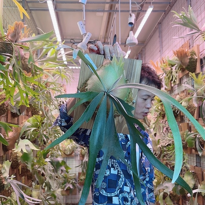 无花朵pn月光两混a28。   