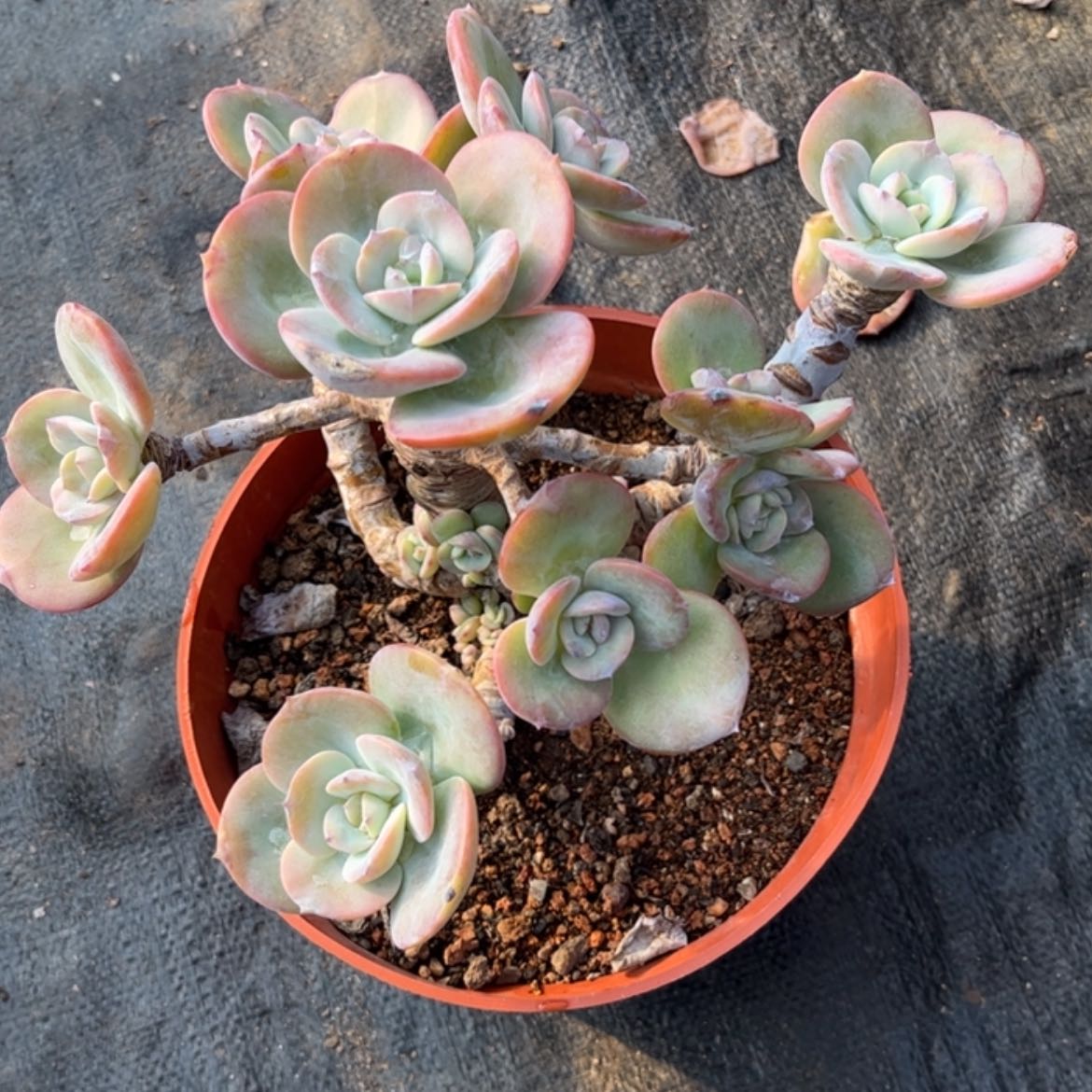 【闪购商品】无花朵银*