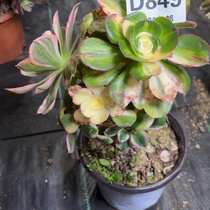 瑞妈一物一拍849有断枝