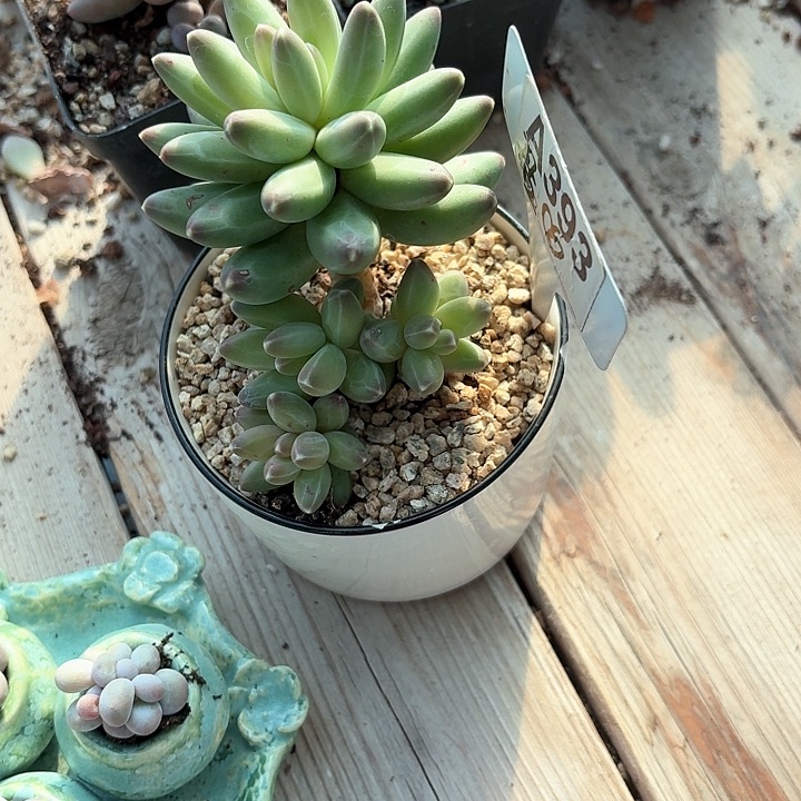 九*三z c x xb j j 393