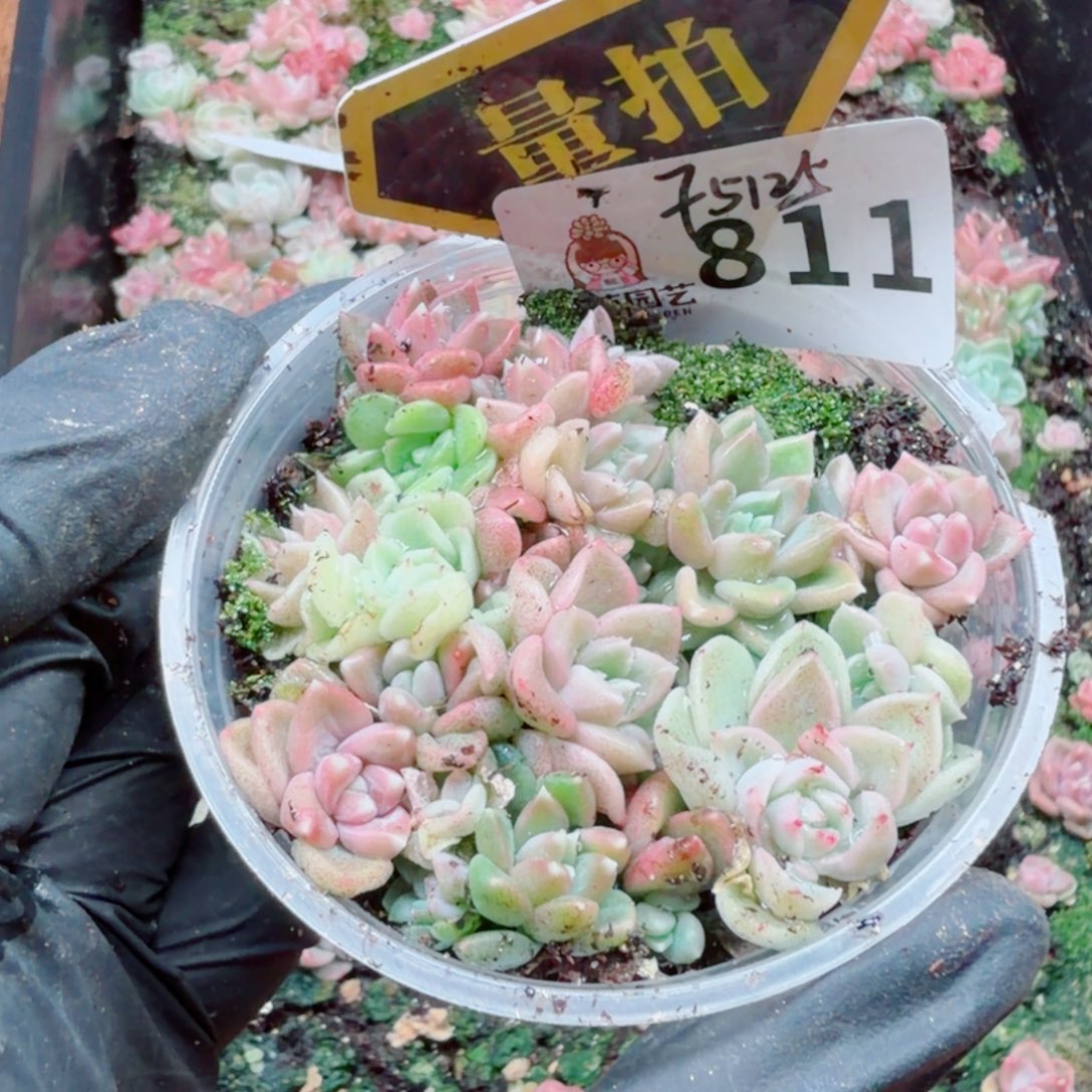 多肉植物多肉植物