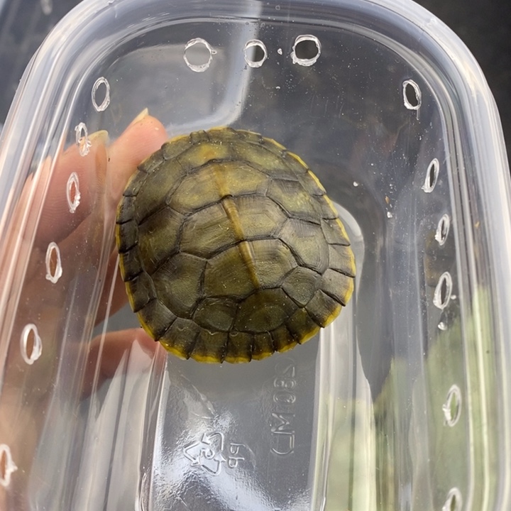 巴西彩龟母6666666