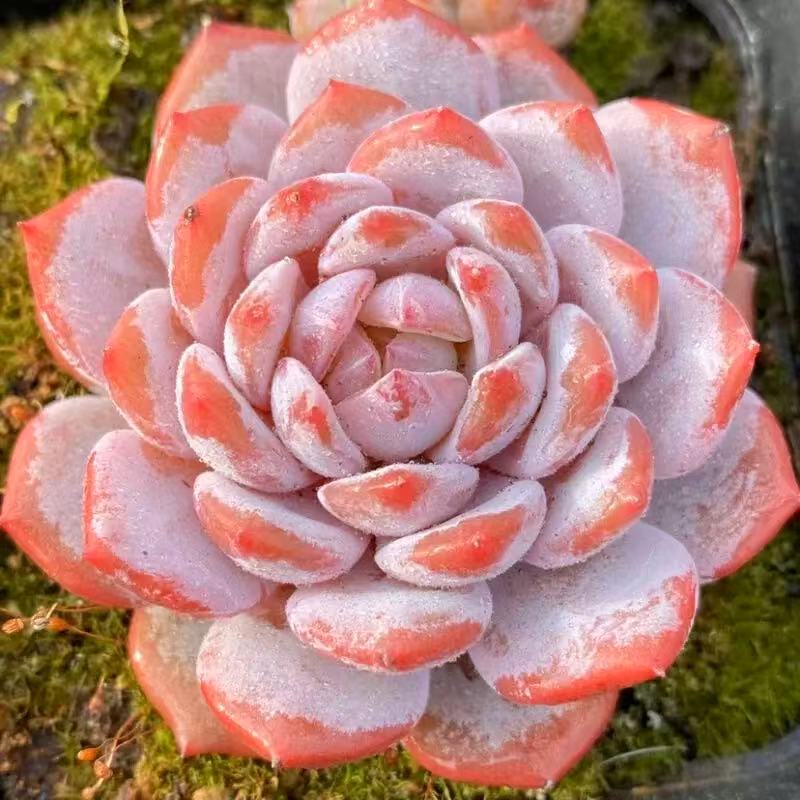 （凑满15包邮）韩系星星橙多肉植物 6厘米育苗盆带盆栽好