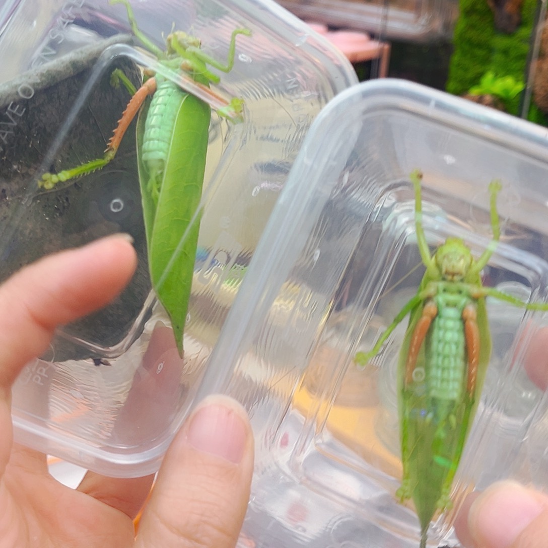 特价冠脉哈哈哈哈哈哈