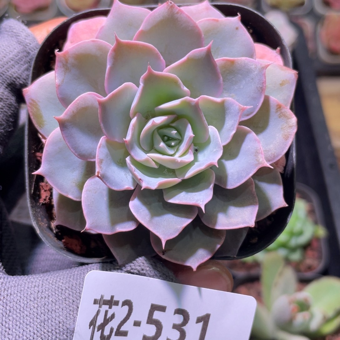 花利美2-531蓝石莲