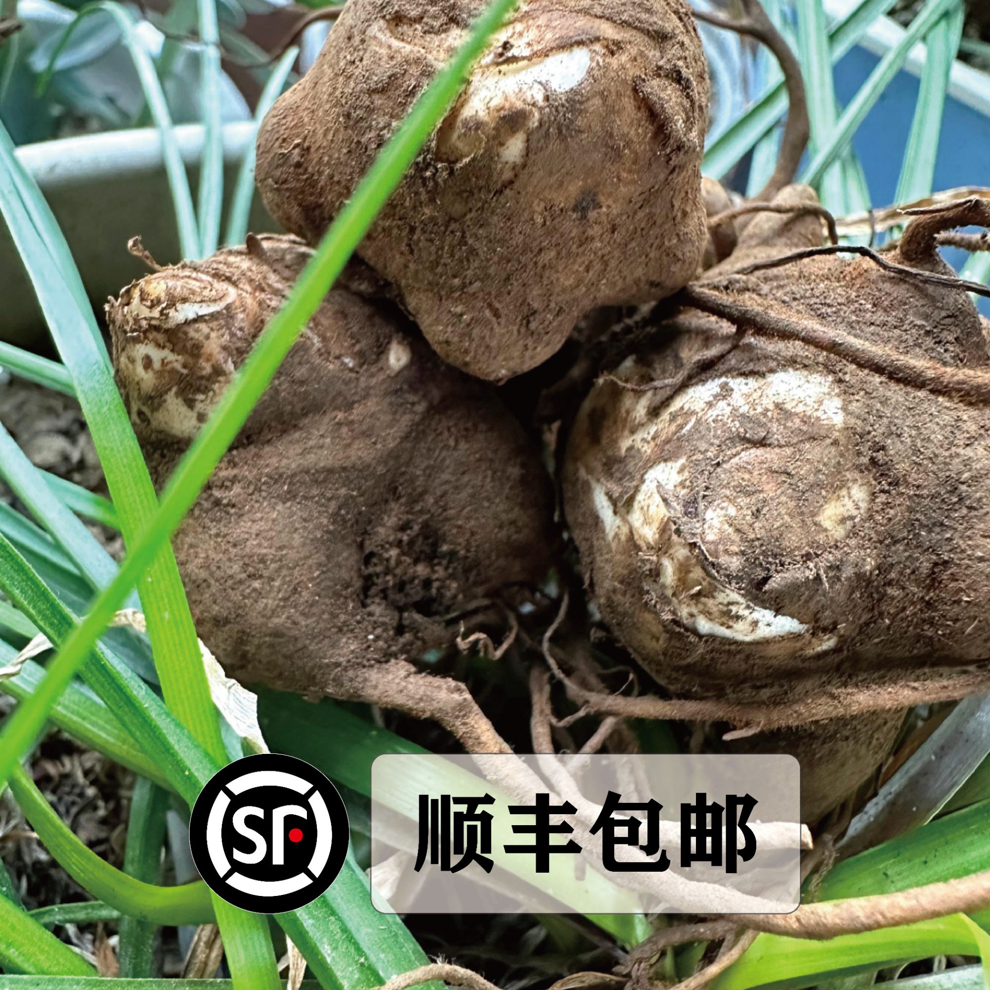 【顺丰包邮】江油父子块茎种根农产品江油附发货