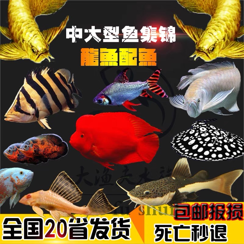 精选猛鱼专拍龙鱼虎鱼招财猫巨爆地图黄金女王铅笔雷龙鱼