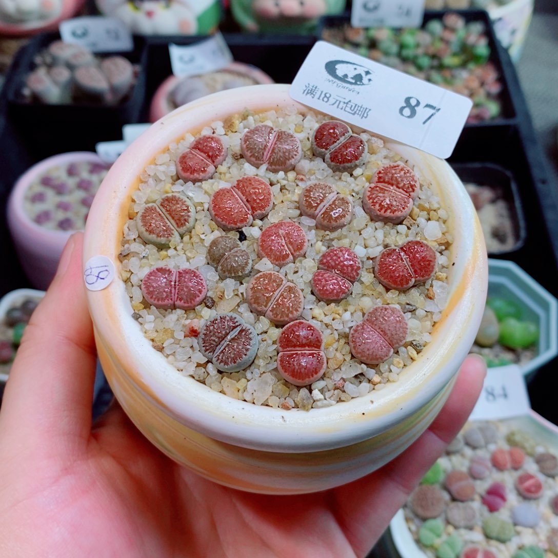 生石花花花花花花花花87