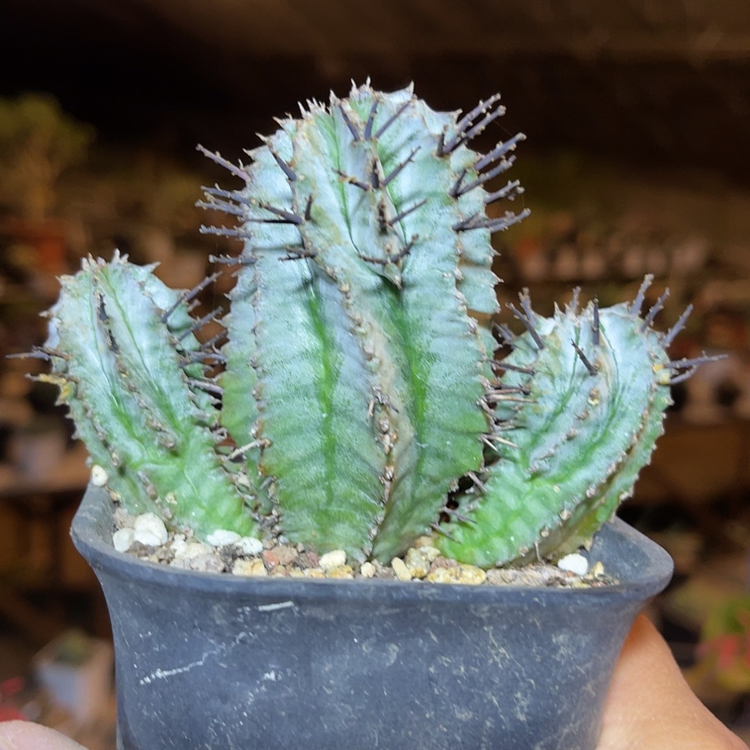 旋转角尤白衣魁伟玉三头