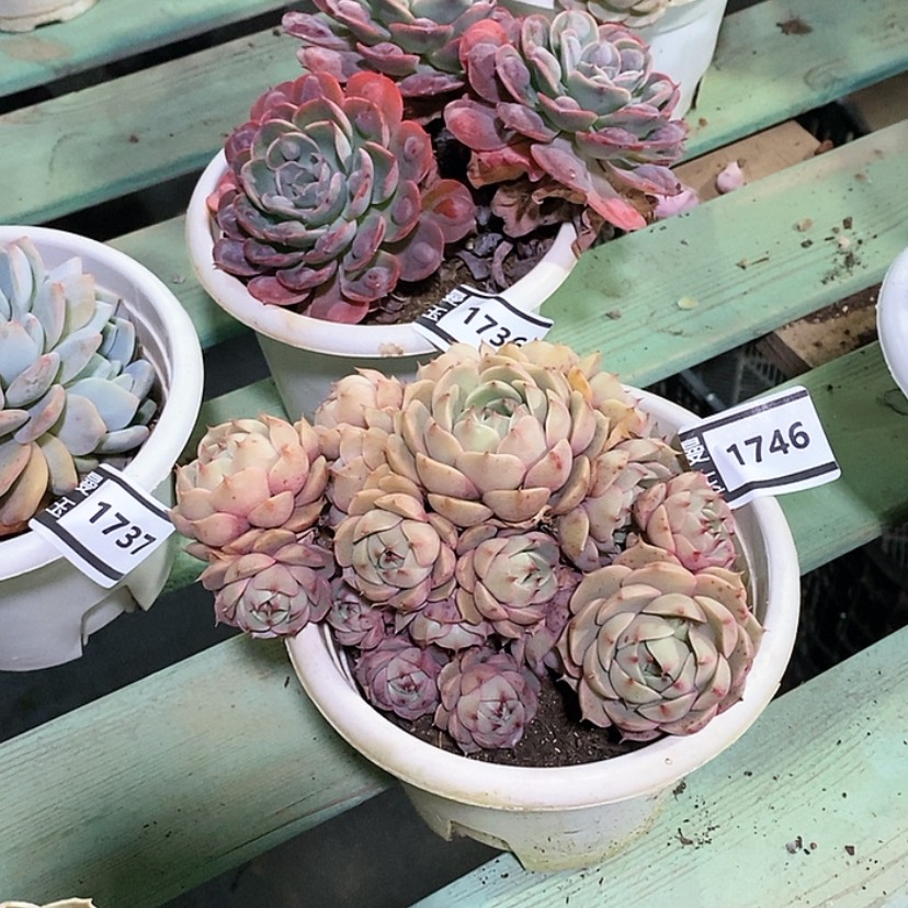 【闪购商品】笨吧1746