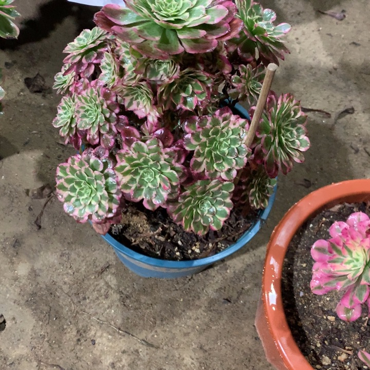 212霁月多肉植物特价