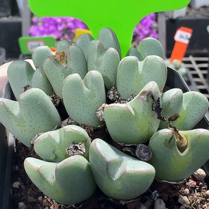 密密麻麻密密麻麻2139