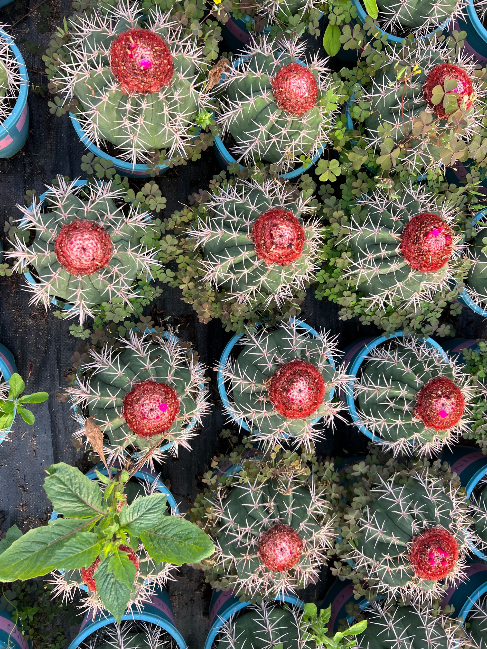 二妹园艺（锦云 实生根）好花色仙人球满18包邮随机发