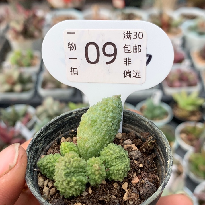 翠绿石。  多肉植物