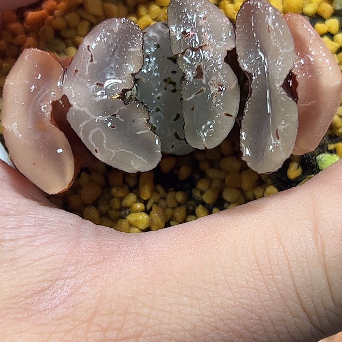 碧空玉扇十二卷多肉植物