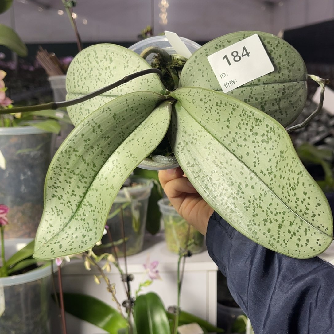 大量花朵（建议范围：8朵-15朵 或40%以上）编号184。2316