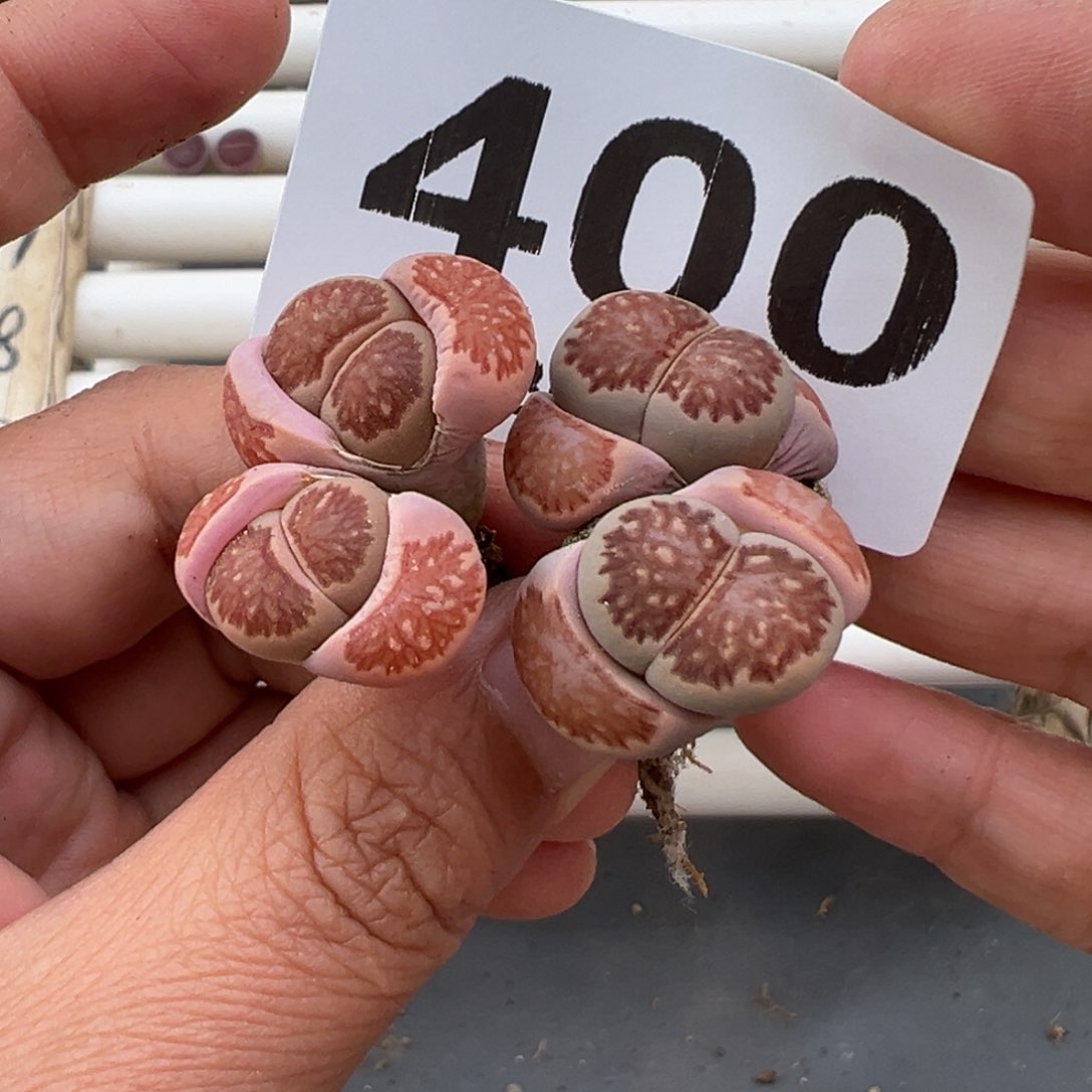 4.14好看的多肉脱脱发货400