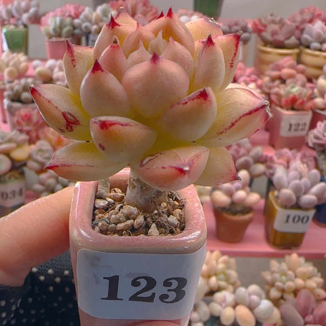 高杆子麦秆123 ，带盆土发货，满38包邮非偏远。