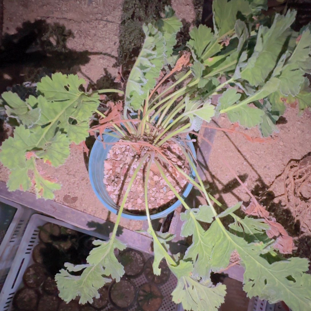 块根植物块根植物