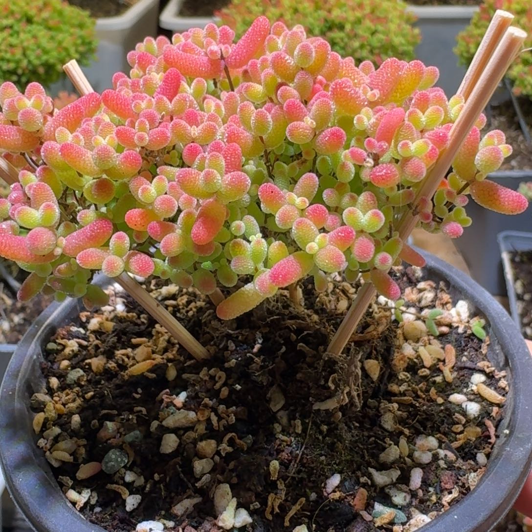 蜜橘糖球枝干番杏420